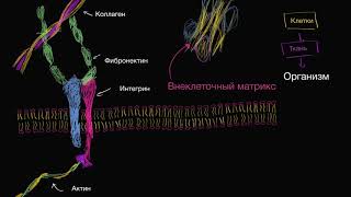 Внеклеточный матрикс (видео 9) | Строение клетки | Биология