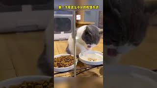 10只用手吃饭的小猫咪，你觉得哪一只最厉害？#cat #cutecat #funny #funnymoments #catshorts