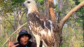 A Man Surprise To See Beauty Eagle In The World. #wildbirds #wildlife #cute #nature #animals