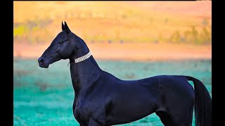 Top 5 The Most Expensive Horses In The World. Rich Horse Racing Champion