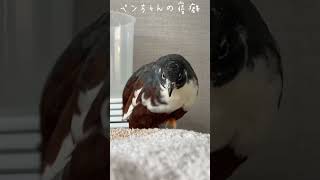 そんな…ペンちゃんが…（涙 ） #ひめうずら研究室 #ペット #ペット動画 #ひめうずら