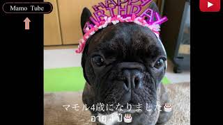 フレンチブルドックマモル　誕生日　เฟรนช์บูลด็อก