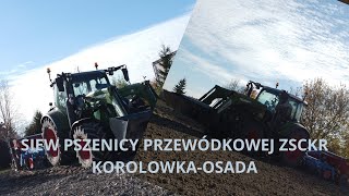 😱🚜🔥oporowe siewy pszenicy przewódkowej🔥🚜😱