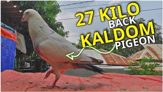 ২৭ কিলোমিটার থেকে আসা কালদম কবুতর . Highflyer Pigeon . 27 Kilometer back Kaldom Pigeon