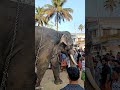 ambady balanarayan mass entry shortfeed shortvideo elephant