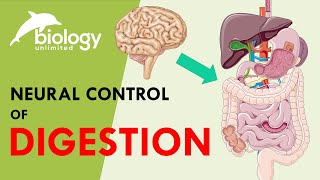 Neural Control of Digestion | Role of nervous system in digestion