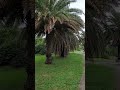 satisfying beauty of palm tree asmr shorts trending viral