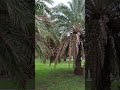 satisfying beauty of palm tree asmr shorts trending viral