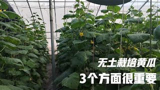 无土栽培黄瓜，做好3个方面很重要，想不高产都难