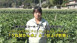 瑞穂大納言小豆収穫前にチェックしておきたいポイント（京丹波町制作）