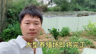 农村小伙创业养山鸡，照顾不到，第一天就死了好几个，心痛！