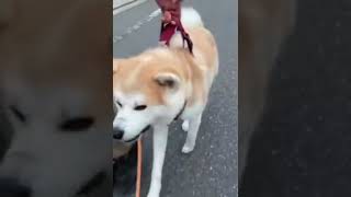 散歩から帰りたくない秋田犬