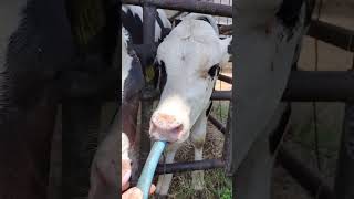 ASMRホースから水を飲む子牛ちゃん #牛さん #cow #farming #milk #animals #牛