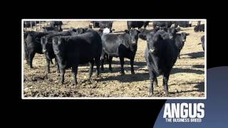 Angus Means Business: The Straightbred Angus Surprise