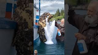 Golden Seal Parasitized by millions of barnacles #shorts #seal #animals #rescue #animalrescue #ocean