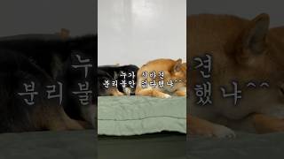 누가 시바견 분리불안 없다했냐 #시바견 #시바이누 #마메시바