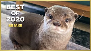 これがカワウソコタロー最強ベストシーン! Otter Kotaro Best Moments of 2020