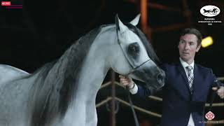 N 374 PALERMO AT   Katara Int  Arabian Horse Festival 2022   Colts 3 Years Old Class 6B