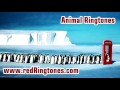 Animal Ringtones Free Ringtone Downloads for Android an iPhone