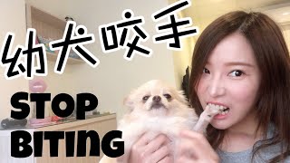 如何讓幼犬不咬手 Stop Puppy Biting