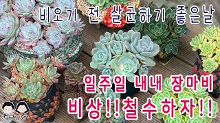 23.07.08 삐뽀삐뽀 장마대비/모래요정 다육식물 (多肉植物) (たにくしょくぶつ) Korean Succulent