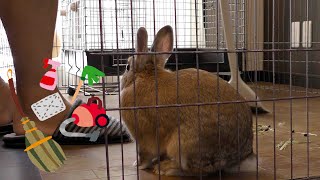 掃除をして貰ううさぎ / A rabbit lets me clean (vol.306)