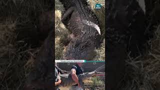 The alligator was being kept as a pet #itvnews #news #texas #animals