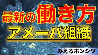 世界の潮流：アメーバ組織『最新の働き方』