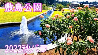 敷島公園散策【2022秋のバラフェスタ】Strolling through the Autumn Rose Festa in Shikishima Park under the autumn sky.