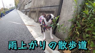 【ボストンテリア  ボステリ】青い瞳のネロ　雨上がりの散歩道　202211.26