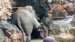 滝が出るのが待ち遠しいアルンくん【‎2023‎年‎10‎月‎4日】【上野動物園】アジアゾウ