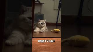 猪好像也有烦恼 #小猫咪也会有心事吗 #它真的好像个小宝宝 #小咪会赶走你一天的疲惫 #小猫是平淡生活的解药