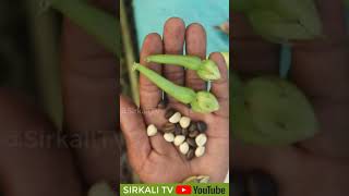 😯🙀💥மிக அரிதான மூக்குத்தி அவரை | NITHYA VAZHUTHANA | Rare Clove Beans | mookuthi avarai plant #shorts