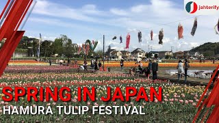 Hamura Tulip Festival - 羽村チューリップフェスティバル　2022