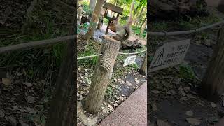 ♩旅の音色♩ リスの小径　井の頭自然文化園Squirrel path  in Inokashira Natural Culture Garden Tokyo Japan.