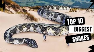 Meet the Giants: Top 10 Largest Snakes in the World