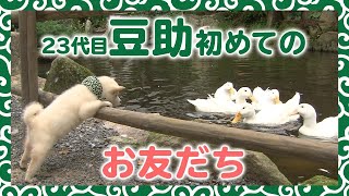 【柴犬・豆柴】アヒルとおともだちになりたい豆助【お散歩】