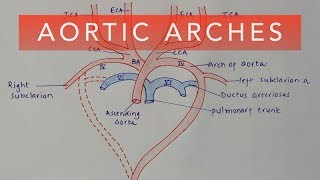 AORTIC ARCHES : DEVELOPMENT \u0026 DERIVATIVES