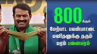 800க்கும் மேற்பட்ட பயன்பாட்டை மனிதனுக்கு தரும் மரம் பனைமரம்  | News Square