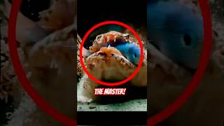 Shocking Ocean Predator,the ocean's master of disguise with its powerful jaws..😱