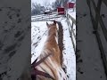 a snowy ring ride ❄️🐎