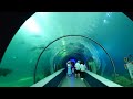 藍洞【澎湖水族館】 澎湖白沙 penghu aquarium baisha township penghu taiwan