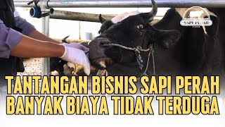 SISI LAIN BISNIS SAPI PERAH … BEGINI KESULITANNYA ‼️