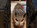 【なぜ⁈😭ヌシにちょいオコラテさん🦉💢】