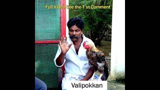 seval sandai valarpil 50 year சேவல்  வளர்ப்பில்  50 வருடம் அனுபவம் #seval #chicken #rooster #hen