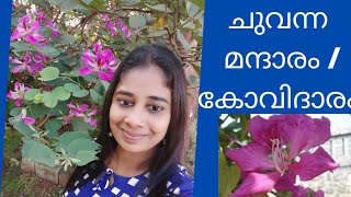 ചുവന്ന മന്ദാരം  /കോവിദാരം /Mandharam care malayalam / Buhinia purpurea