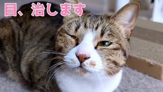 愛猫の目が腫れていたのですぐに病院にいってきました