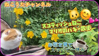 散歩する猫のマリオ君🐱お花見💐して🌸スタバで一休み水分補給しました♪撫で撫でもありがとうございました💕