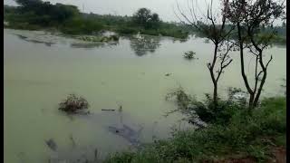 வீராணம் ஏரி /  Veeranam lake/ சேனைநகர்,SALEM 05.12.2021