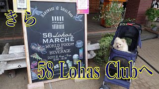 ポメラニアン　きらチャンネル 85　【ドックラン】【ワンコと食事出来る店】      58 Lohas Clubへ行ってきました